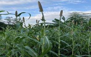 हरियाणा में मिलेट्स एक्सपो की शुरुआत: कृषि मंत्री जेपी दलाल ने किया उद्घाटन, कहा- भारत में श्रीअन्न का अभूतपूर्व विकास हो